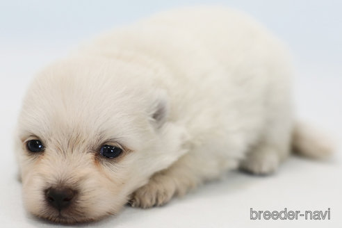 成約済の神奈川県のポメラニアン-294895の3枚目